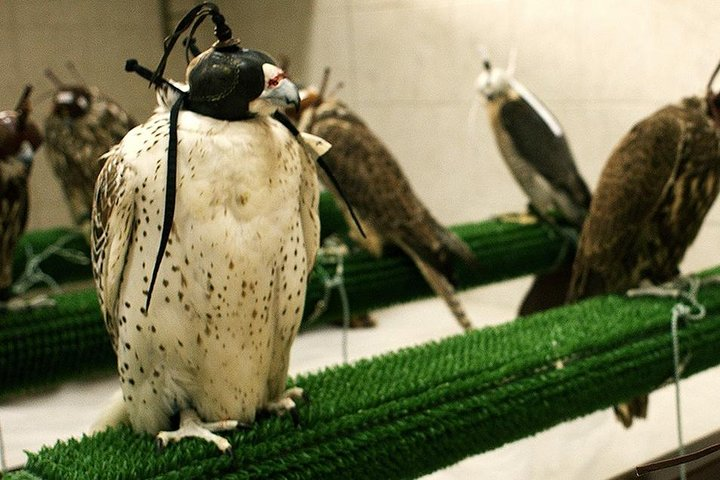 Falcon Hospital Tour - Photo 1 of 3